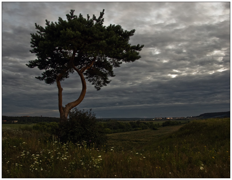 фото "Угрюмый пейзаж с одинокой сосной" метки: , 