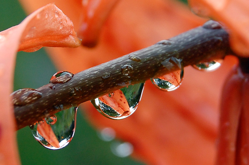 photo "***" tags: nature, macro and close-up, flowers