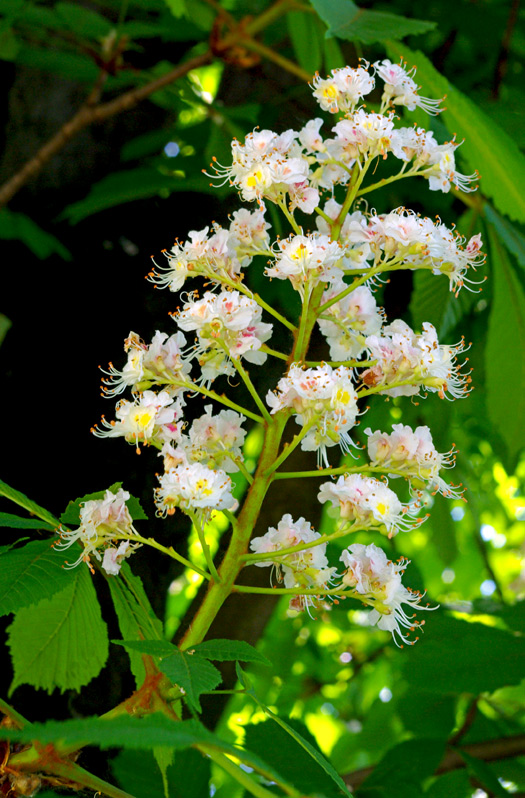фото "Summer time" метки: природа, цветы