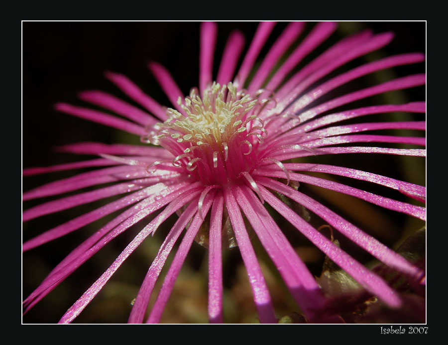 photo "Fireworks..." tags: nature, flowers