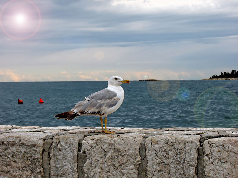 фото "officer" метки: пейзаж, природа, вода, дикие животные