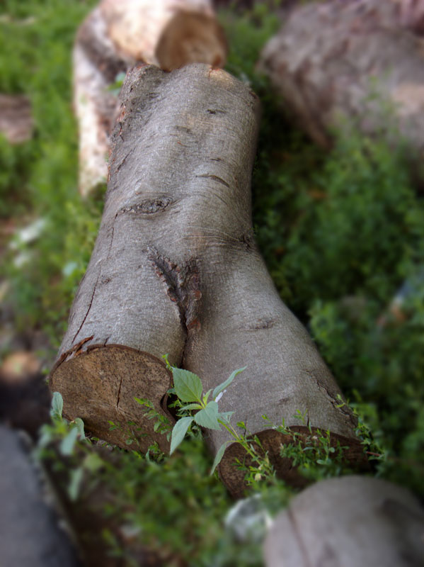 photo "Woody nu" tags: nature, humor, flowers