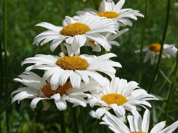фото "Дорожка к облакам" метки: природа, макро и крупный план, цветы