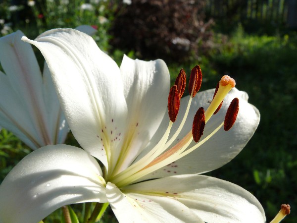 photo "***" tags: nature, flowers