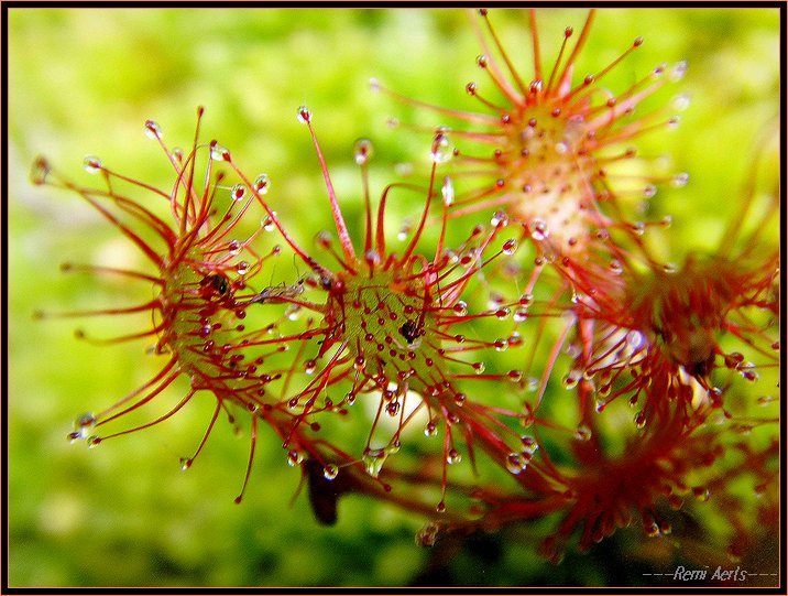 photo "Drosera rotundifolia" tags: macro and close-up, nature, flowers