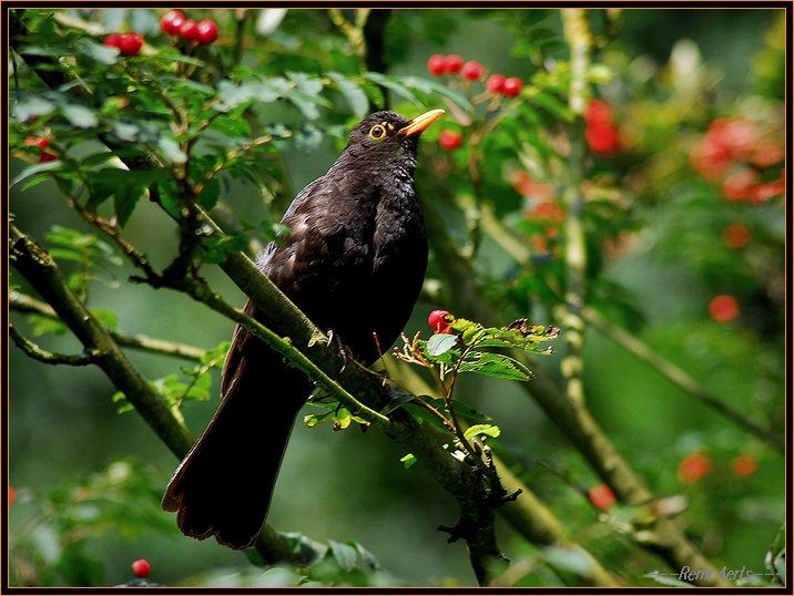 фото "Turdus merula (Косът)" метки: природа, пейзаж, лето