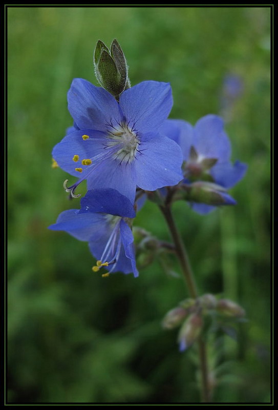 photo "***" tags: nature, flowers