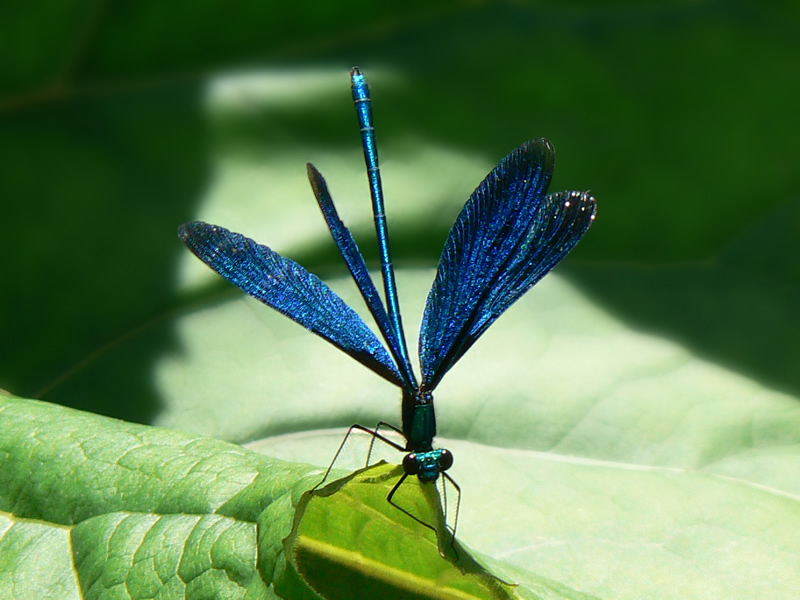 photo "Blue Damselfly" tags: nature, macro and close-up, insect