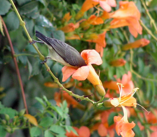 photo "Kiss" tags: nature, flowers