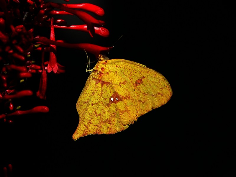 photo "***" tags: nature, insect