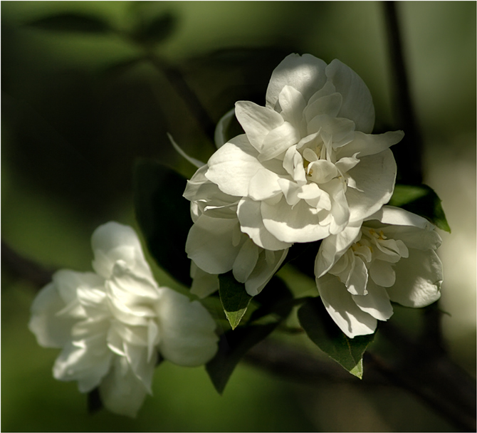 photo "***" tags: nature, flowers