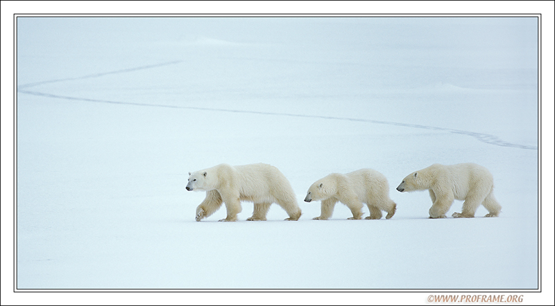 фото "In Line" метки: природа, пейзаж, дикие животные, зима