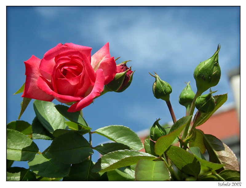 photo "I'm so red..." tags: nature, flowers