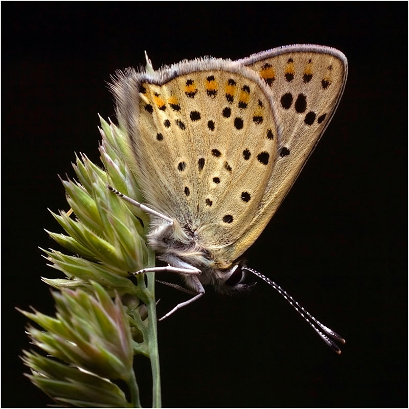 фото "Голубянка на черном" метки: природа, насекомое