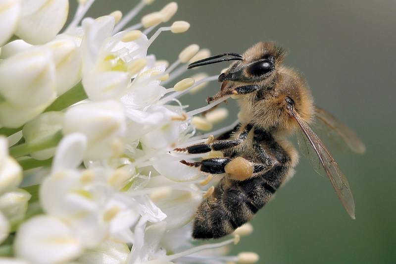 photo "***" tags: nature, macro and close-up, insect