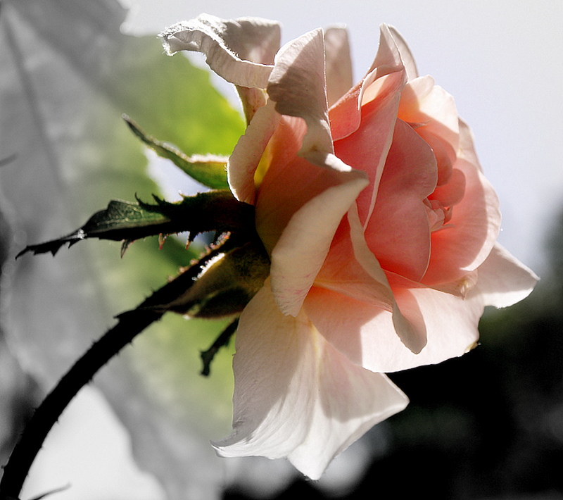 фото "Sta. Thereza Roses.." метки: природа, цветы