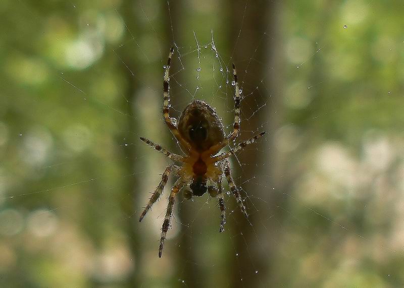 photo "***" tags: macro and close-up, 