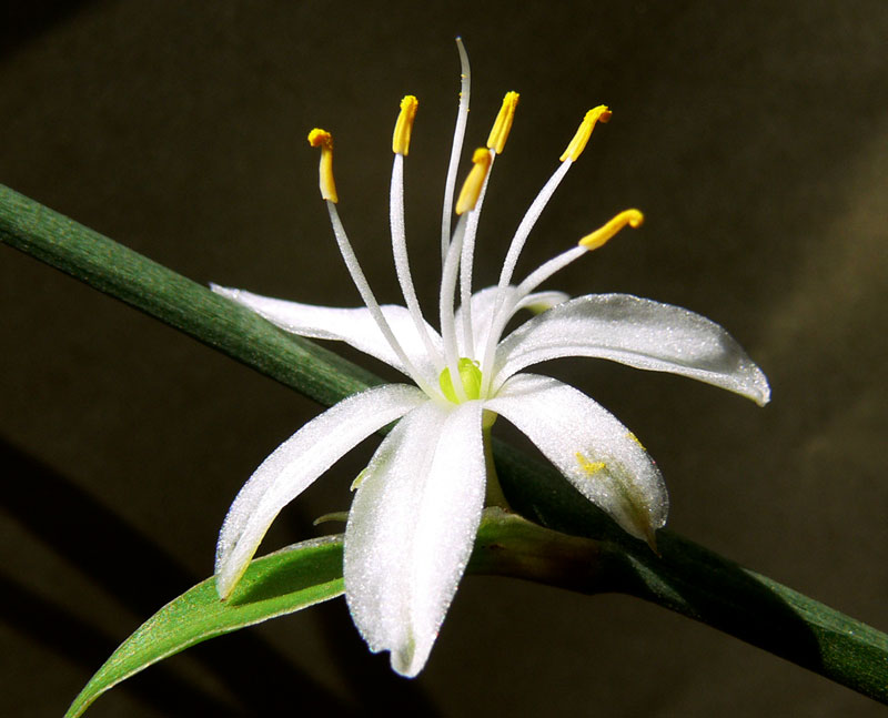 photo "star" tags: nature, macro and close-up, flowers