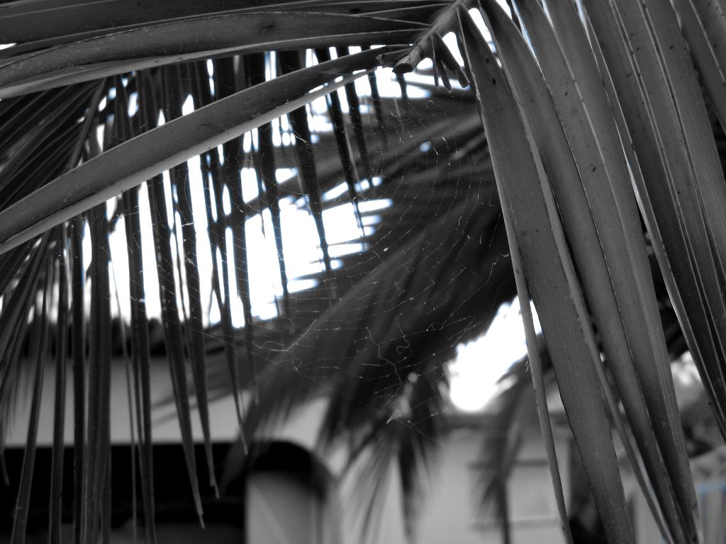 photo "Spider web" tags: nature, black&white, insect