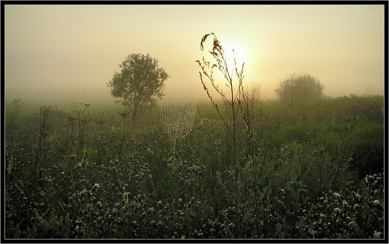 photo "Morning foggy" tags: landscape, summer, sunset