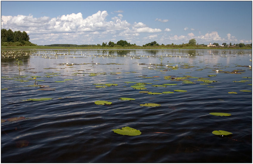 photo "Gulf with lilies" tags: landscape, clouds, water