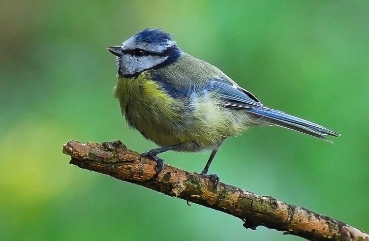 photo "Blue Tit" tags: nature, wild animals