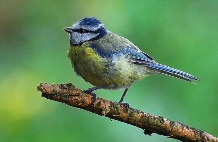 фото "Blue Tit" метки: природа, дикие животные