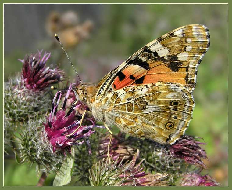 photo "Painted lady" tags: nature, macro and close-up, insect