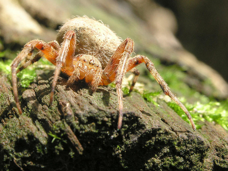 photo "Orb spider 2" tags: nature, macro and close-up, insect