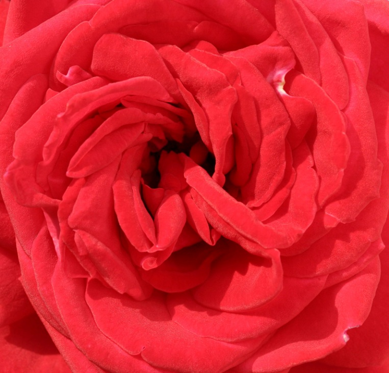 photo "В сердце цветка (роза)" tags: nature, flowers