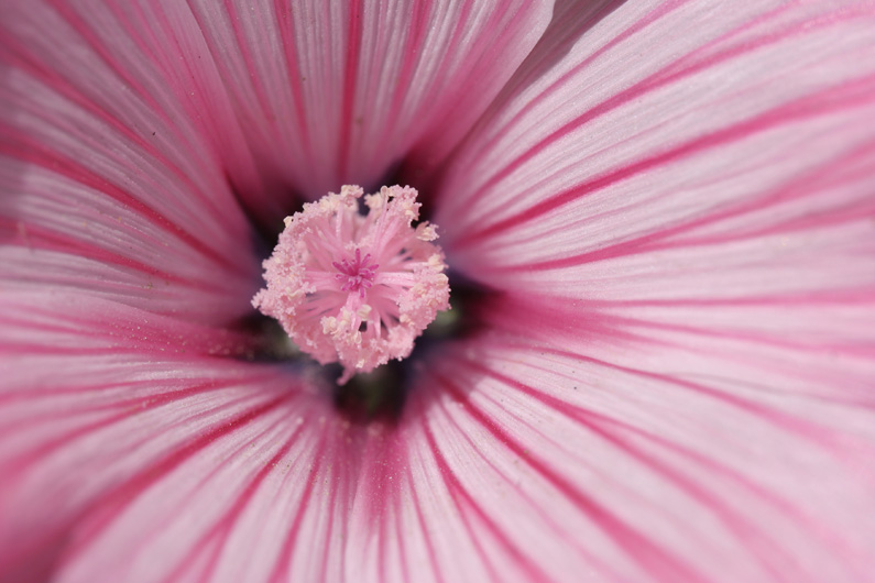 photo "В сердце цветка" tags: nature, flowers