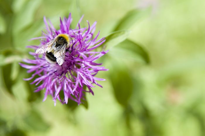photo "***" tags: nature, insect
