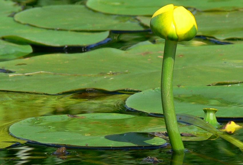 photo "Marsh flower." tags: nature, flowers