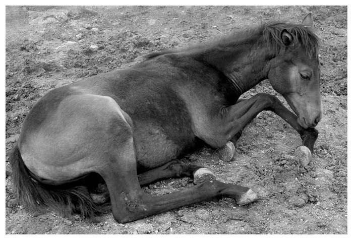 photo "Foal" tags: nature, black&white, wild animals