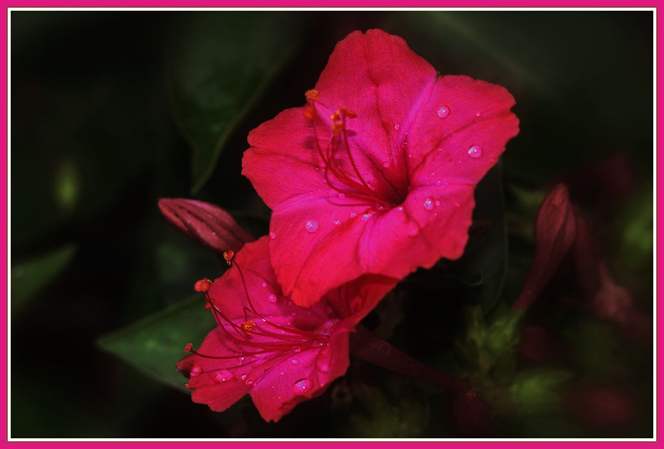 photo "Night flower" tags: nature, flowers