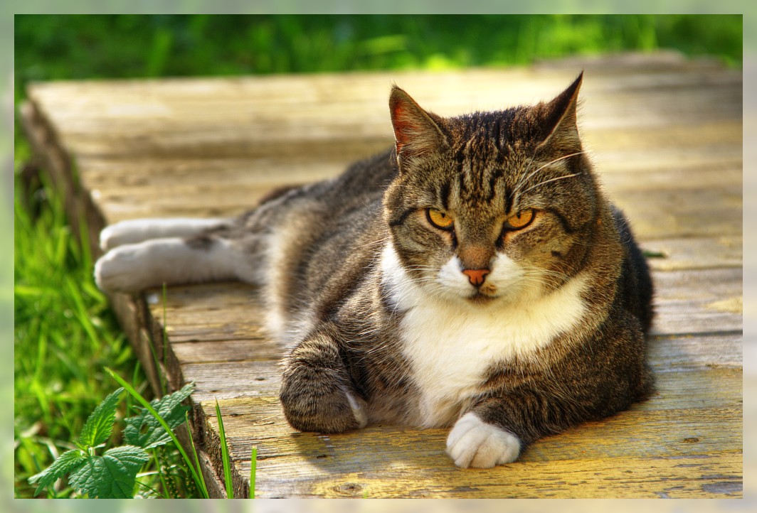 фото "котег" метки: природа, домашние животные