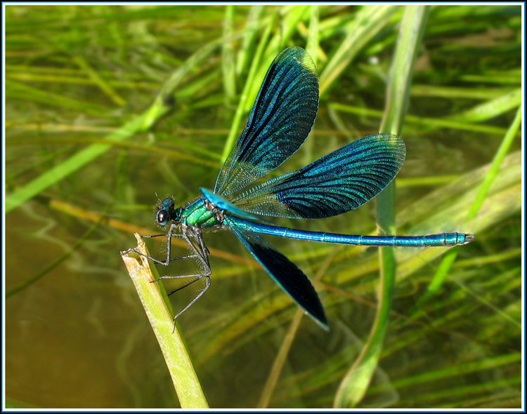 photo "***" tags: nature, macro and close-up, insect