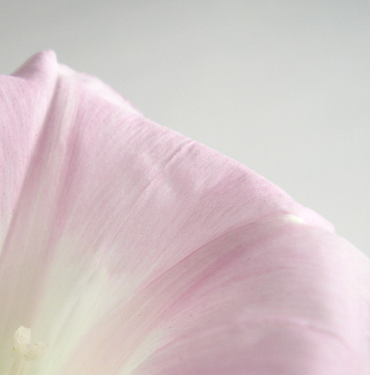 photo "Tenderness" tags: abstract, nature, flowers