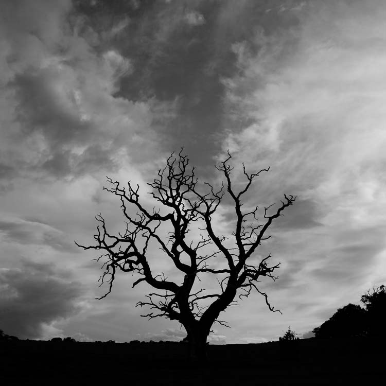 photo "***" tags: black&white, landscape, forest