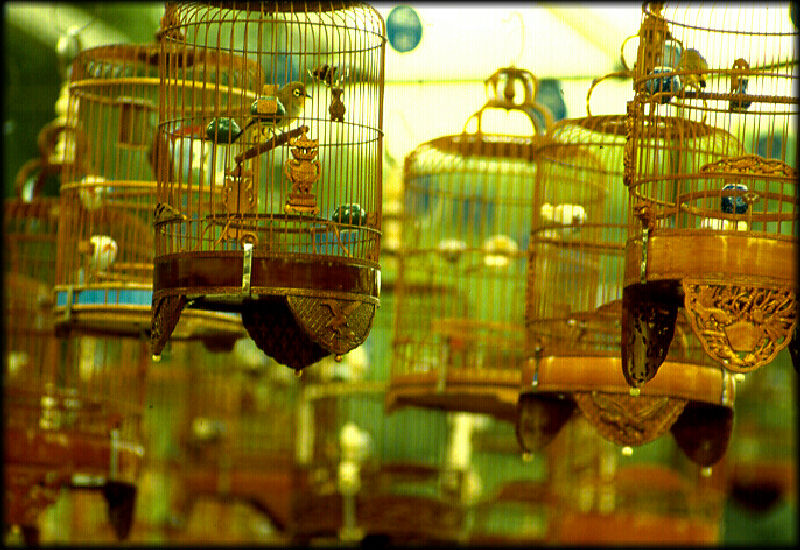 photo "Bird In A Gilded Cage" tags: travel, misc., Asia