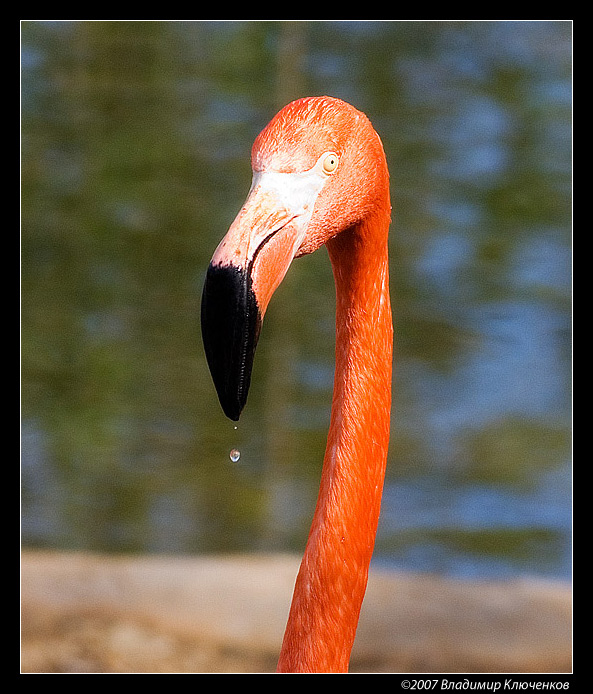 фото "Капля" метки: природа, дикие животные