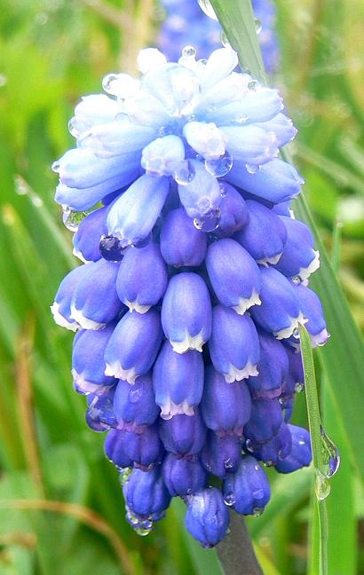 photo "***" tags: nature, macro and close-up, flowers