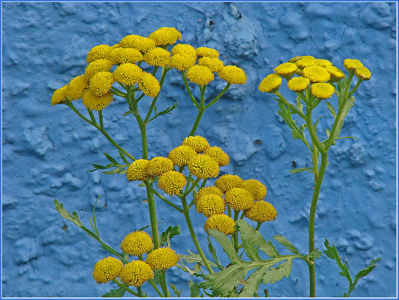photo "Under blue concrete fence ..." tags: nature, flowers