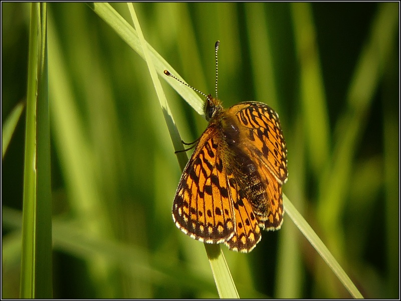 photo "Crossroads" tags: macro and close-up, nature, insect
