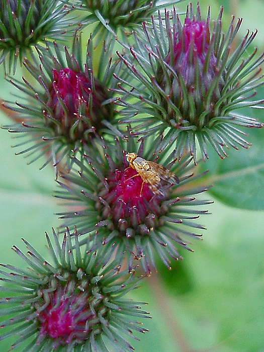 photo "***" tags: nature, macro and close-up, flowers