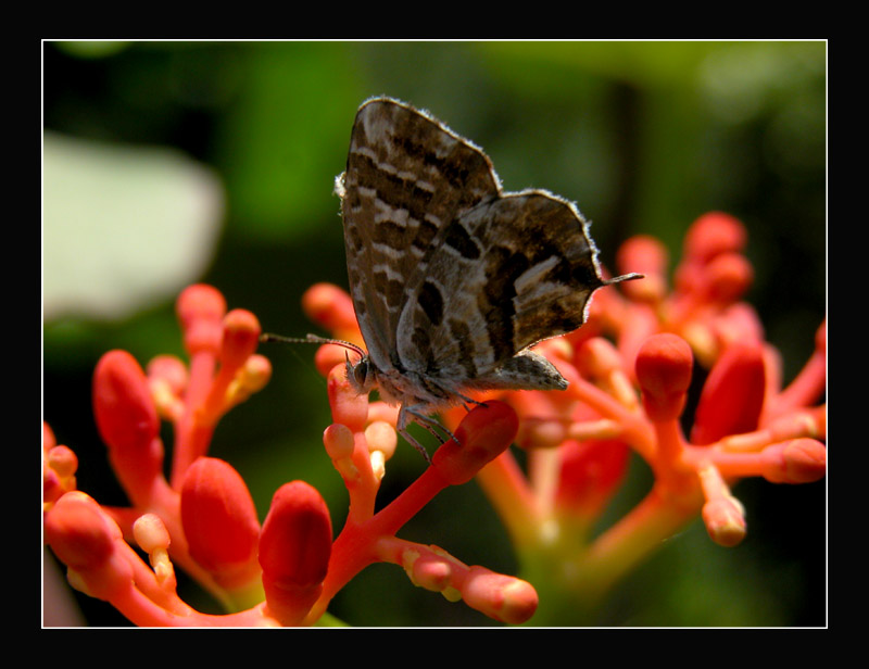 photo "Ready to fly..." tags: nature, macro and close-up, flowers