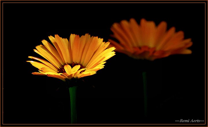 фото "sunny flower" метки: природа, макро и крупный план, цветы