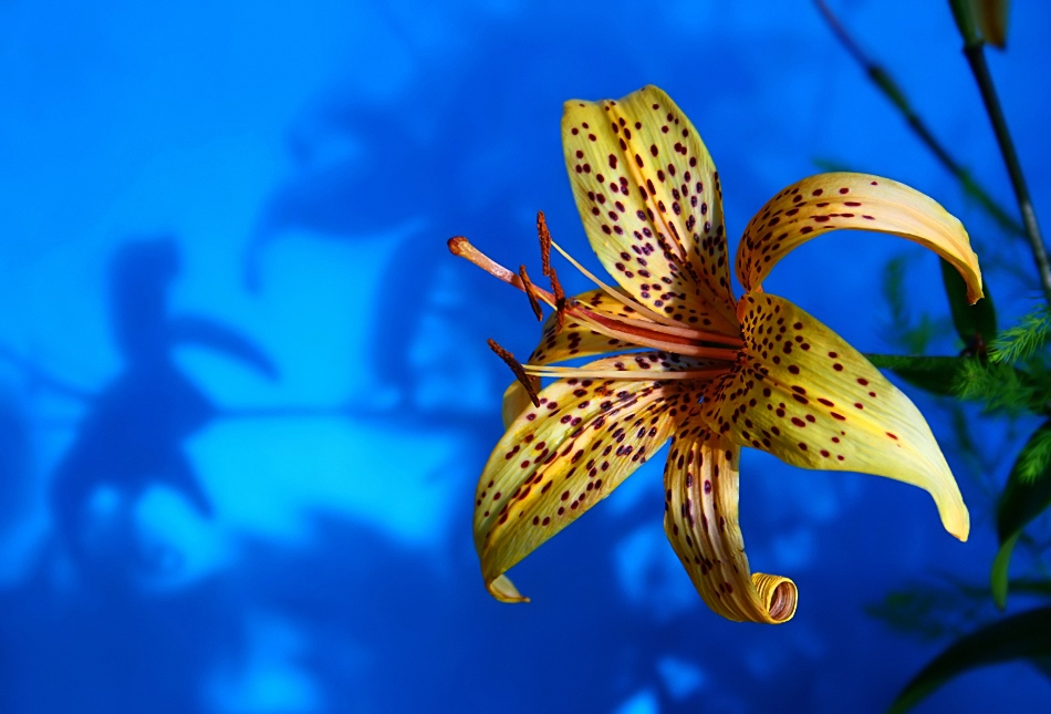 photo "Blue shadows" tags: nature, macro and close-up, flowers