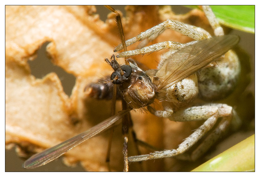 photo "hanter" tags: nature, macro and close-up, insect