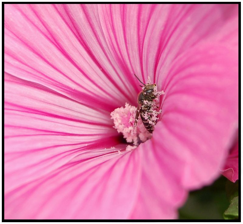 photo "***" tags: macro and close-up, 